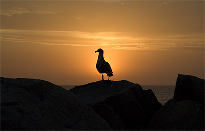 Gull at Sunset